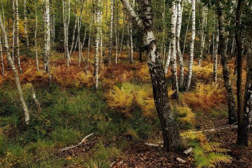 a forest with white birch trees and green plants at Ferienwohnung am Atelier Horn in Overath