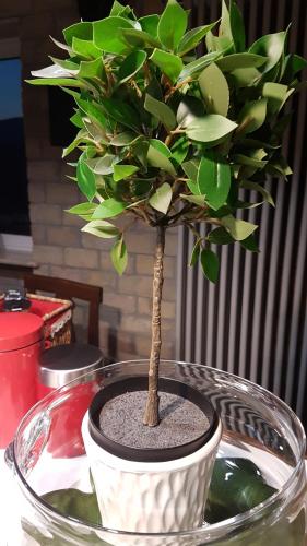 a small bonsai tree in a bowl on a table at Loft Giuly in Vignanello