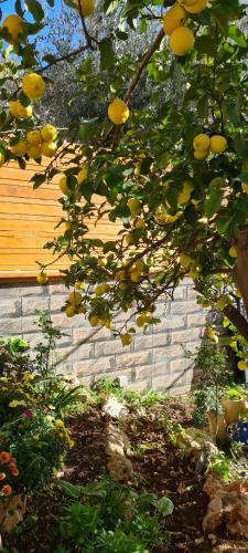 a lemon tree with lots of lemons on it at Maria's GuestHouse - Uphill View of Nazareth F in Nazareth