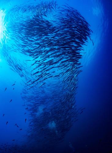 a large group of fish swimming in the ocean at Sanctum Una Una Eco Dive Resort in Pulau Unauna