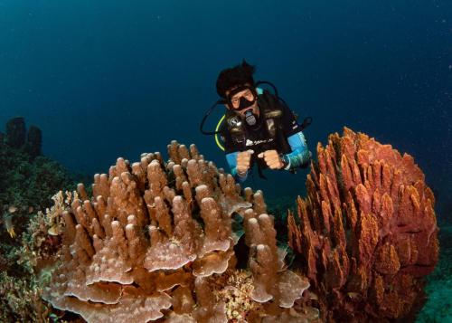 a man in a diving suit standing next to a coral reef at Sanctum Una Una Eco Dive Resort in Pulau Unauna