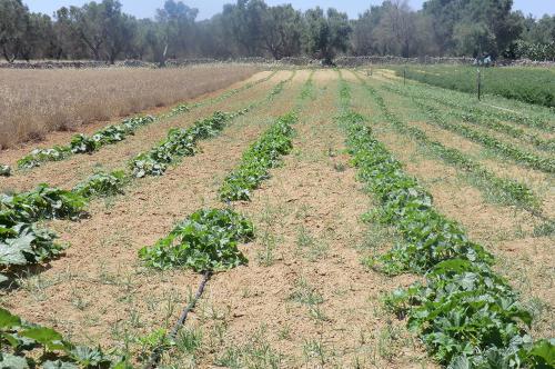 a field filled with green plants in a field at Masseria Cricelli in Lizzanello