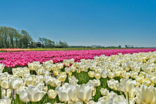 a field of white and pink tulips at Hotelhuisje Warmenhuizen #D in Warmenhuizen