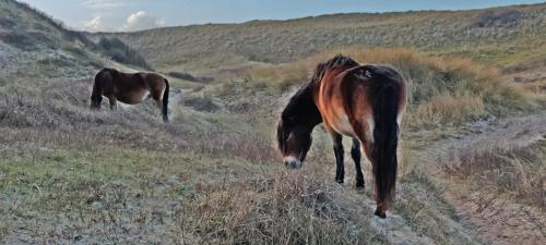 two horses are grazing in a field of grass at Hotelhuisje Warmenhuizen #B in Warmenhuizen