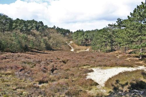 a dirt road in the middle of a forest at Hotelhuisje Warmenhuizen #B in Warmenhuizen