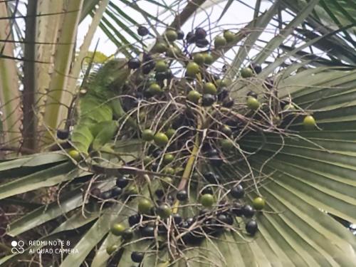a bunch of black fruits on a palm tree at Los Versos de Zaira in San Onofre