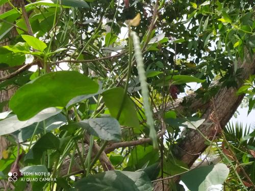 a branch of a tree with green leaves at Los Versos de Zaira in San Onofre