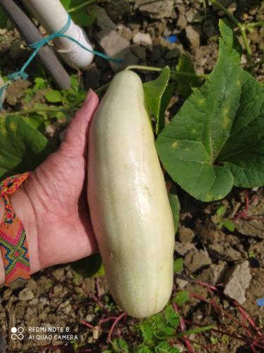 a person holding a green squash on a plant at Los Versos de Zaira in San Onofre