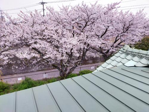 a blue roof with a flowering tree in the background at Guesthouse Sakichi in Beppu