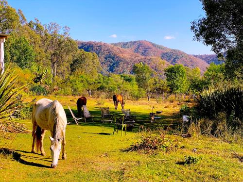 un grupo de caballos pastando en un campo en Casa LUNAH Cabalgatas y Meditación, en Valle de Bravo