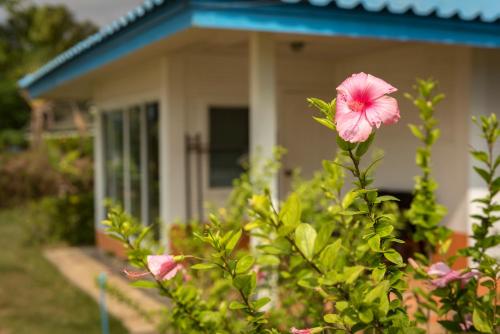 a pink flower in front of a house at Sabai Beach Resort in Ko Mak