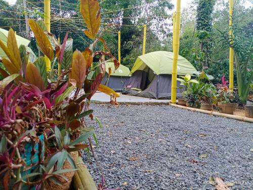 Taman di luar Evergreen County Retreat-India's First Adventure Veg Retreat
