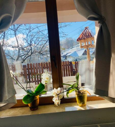 two vases on a window sill with flowers at Pensiunea Anotimpuri Bran in Bran