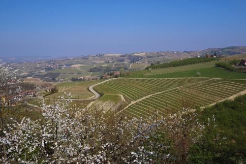 Il Caprifoglio – Photos 2