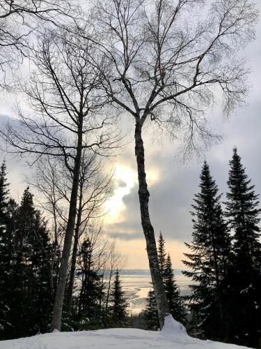 two tall trees standing in the snow with trees at Chalet Sous Les Pins in Les Éboulements