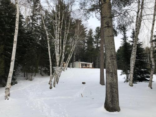 a group of trees in the snow with a house at Chalet Sous Les Pins in Les Éboulements