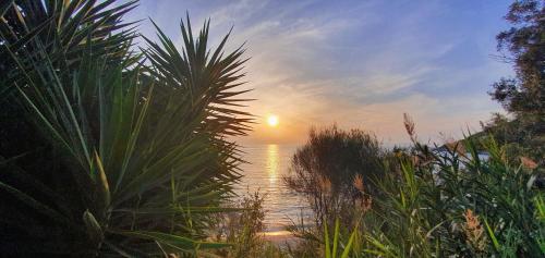 a sunset over a body of water with a palm tree at ΑRILLA STUDIOS in Perdika