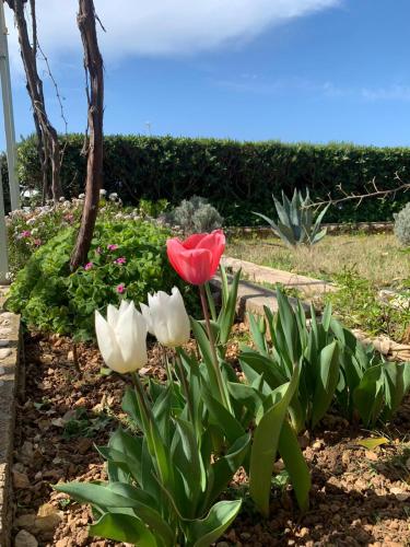 Un jardín fuera de Apartments Šimuni