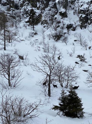 a snow covered field with trees and bushes at Privatzimmer / bed & breakfast in Andermatt