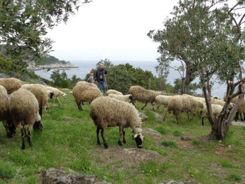 a herd of sheep standing on top of a lush green hillside at Faros in Milopotamos
