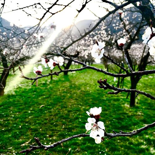 a branch of a tree with white flowers on it at Landhaus Weinblick in Rohrendorf bei Krems