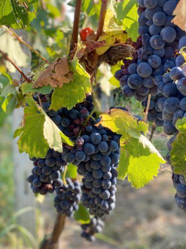 a bunch of grapes hanging on a vine at Allegro Holiday in Nizza Monferrato