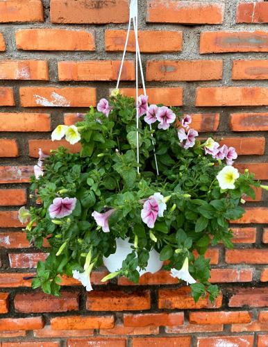 a flower pot hanging on a brick wall at Open Space Awaken in Mui Ne