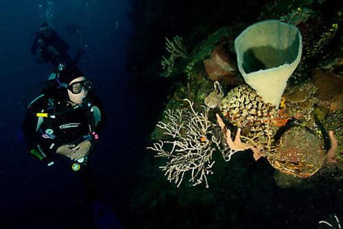 a diver in the water next to a boat at Reef House Resort in Oak Ridge