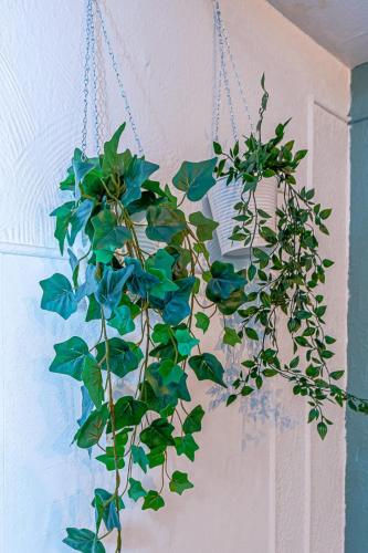 a potted plant hanging from a wall at CATTENOM NEW NOVÝ NOWY НОВИЙ - 3 min Parking, Wi-Fi, Nespresso - Repos assuré, calme & confort - Rest guaranteed, quiet & comfy in Hayange