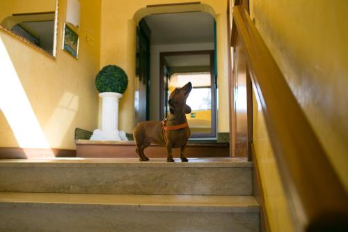 a small dog standing on the steps of a house at Rex Hotel Residence in Genova