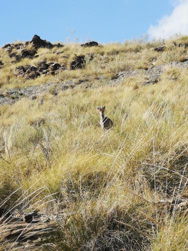 a cat sitting in the grass on a hill at Casa Rural El Chacho - Velefique in Velefique