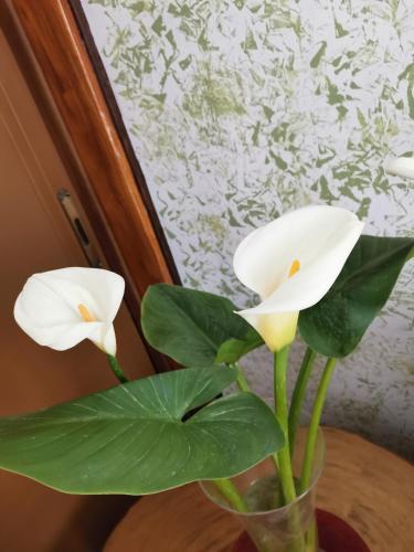 two white flowers in a vase with green leaves at HAMBOULA in Polis Chrysochous