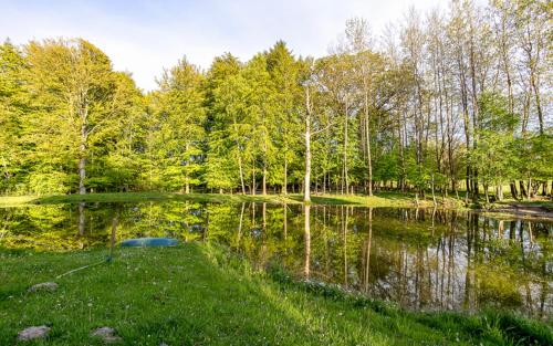 a pond in a park with trees and grass at Björkeslund in Veberöd