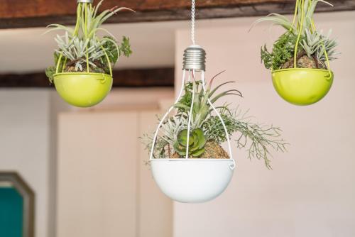 a group of plants hanging from a ceiling at il Mare di Ada:seaside apartament in Riomaggiore in Riomaggiore