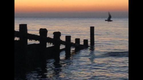 a bird flying over the water near a pier at Sea view studio in Felixstowe