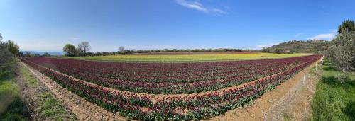 an overhead view of a large field of flowers at Gîte La maison dans l'Olivette in Oraison