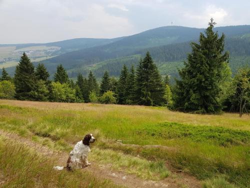 a black and white dog sitting in a field at Ferienwohnung Grenzblick in Kurort Oberwiesenthal