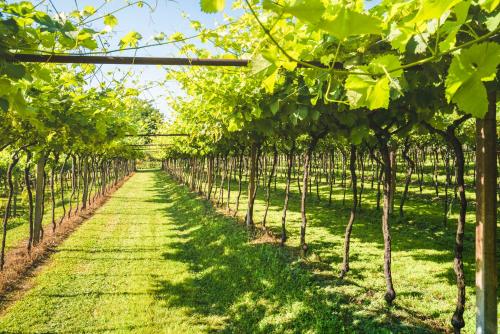 a row of trees in a vineyard at Relais des Roches in Sona