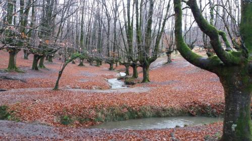 einen Wald mit Bäumen und einem Bach in der Mitte in der Unterkunft Errekaondo in Areatza