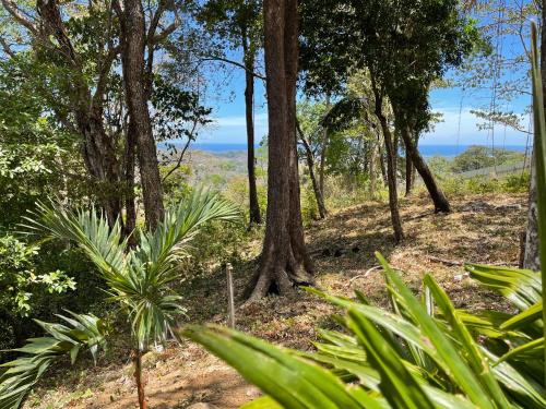 a forest of trees with the ocean in the background at Amaj Eco Lodge in Sámara