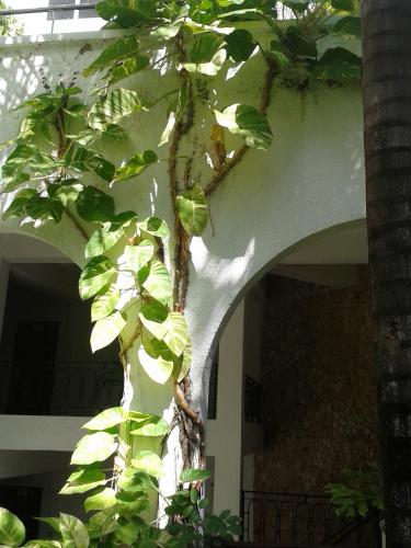a tree with green leaves in front of a building at Plaza Beach Hotel in Bamburi