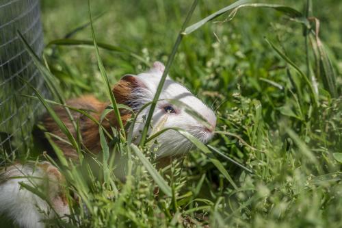 a rat laying in the grass in the grass at Gasserhof - Chalet A in Frassinetto