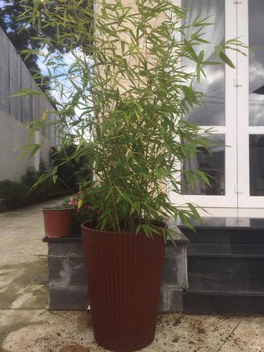 a large plant in a large pot in front of a building at Đà Lạt Villa 84 Hồ Xuân Hương in Da Lat