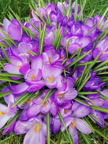 a bunch of purple flowers in the grass at Ediths Haus in Rhauderfehn