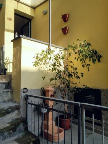 una planta en una olla al lado de un edificio en Da Cesare, en Moneglia