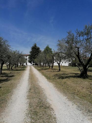 a dirt road with trees on the side of a field at AGRITURISMO COLOMBARE TEBOI in Lazise