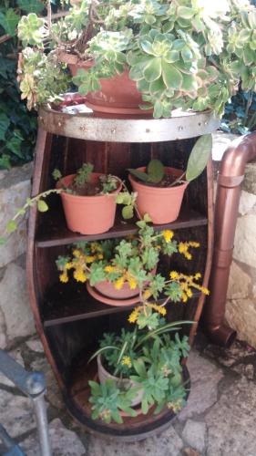 a group of potted plants on a wooden shelf at B&B Verdeblu in Valderice
