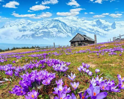 a field of purple flowers in front of a mountain at Hôtel du Soleil in Aillon-le-Jeune