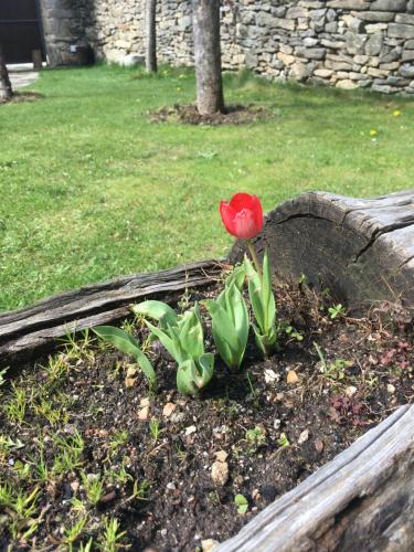 a red tulip in a flower bed in a garden at Artesano I y III in Navarredonda de Gredos