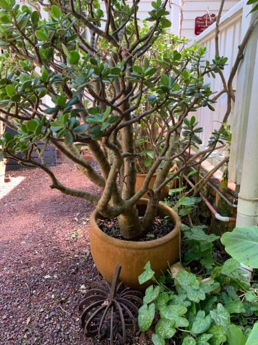 a bonsai tree in a pot on the ground at Genesta House in Cowes